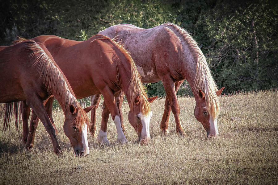 Wild Horses 1B Photograph by Sally Fuller