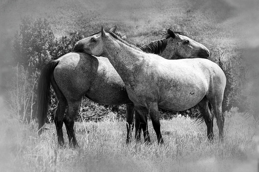 Wild Horses 2C Photograph by Sally Fuller
