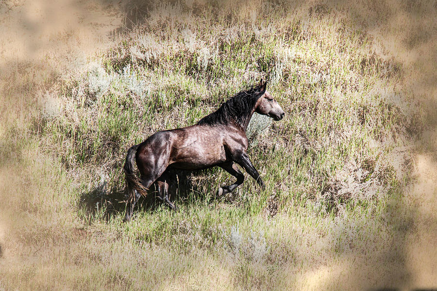 Wild Horses 3D Photograph by Sally Fuller