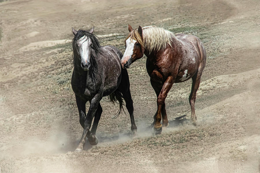 Wild Horses 4C Photograph by Sally Fuller