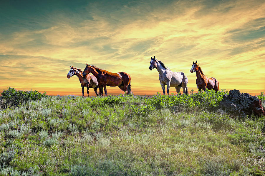 Wild Horses 5B Photograph by Sally Fuller