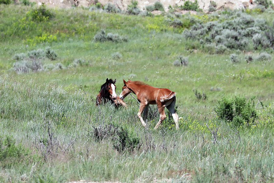 Wild Horses 8A Photograph by Sally Fuller