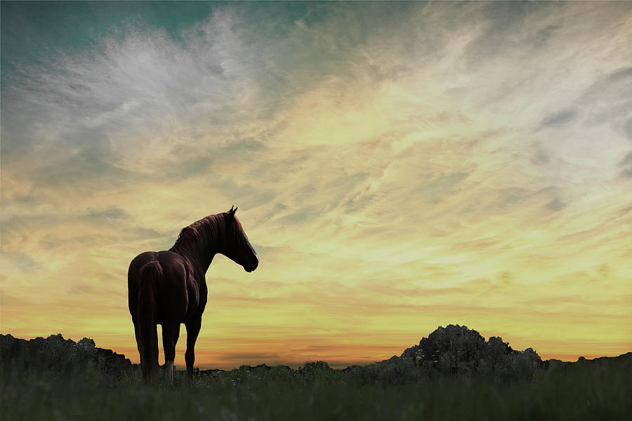 Wild Horses 9A Photograph by Sally Fuller