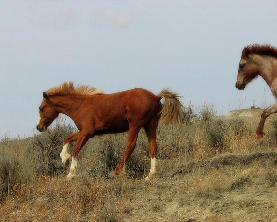 Wild Horses Photograph by Amanda R Wright