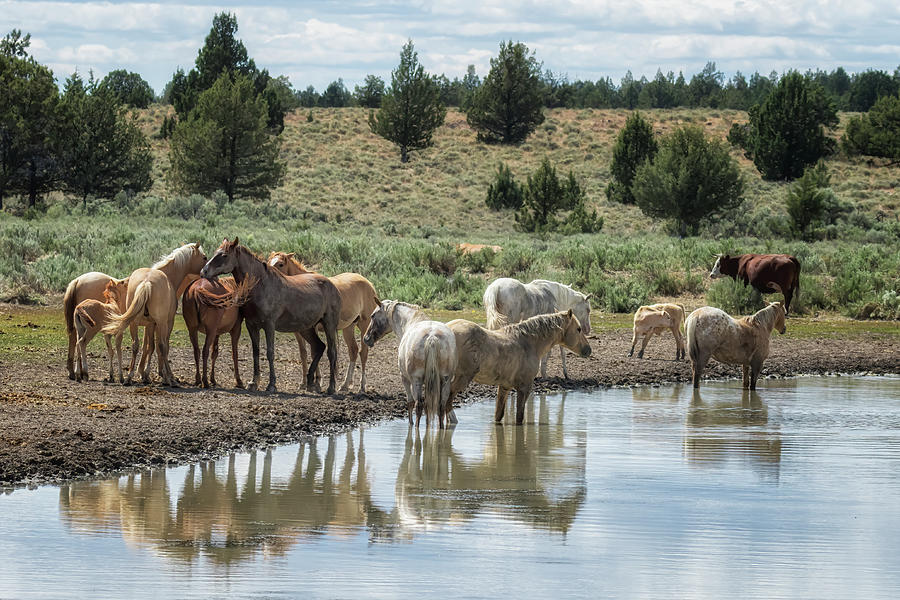 Wild Horses And Biting Flies Photograph