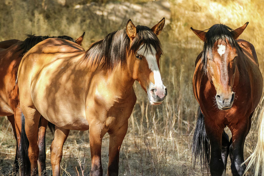 Wild Horses at Butcher Jones 4 Photograph by Dawn Richards