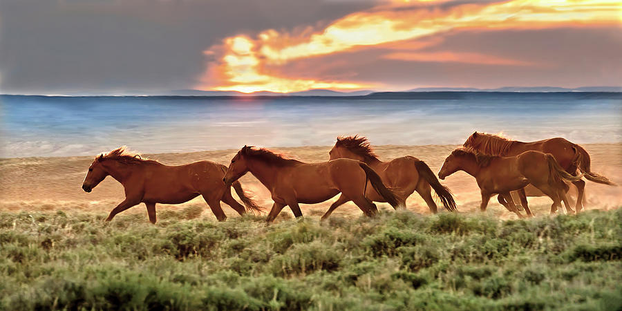 Wild Horses at Dusk Photograph by Judi Dressler