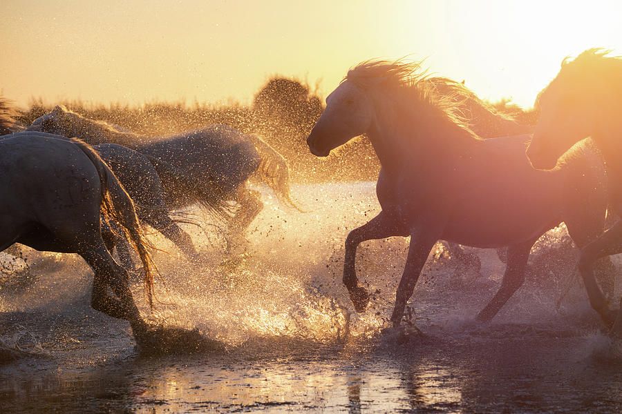 Wild Horses at Golden Hour Photograph by Francesco Riccardo Iacomino