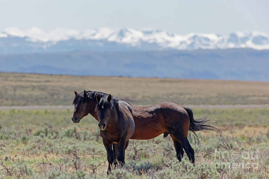 Wild Horses at McCullough Peaks 2 Photograph by Natural Focal Point Photography