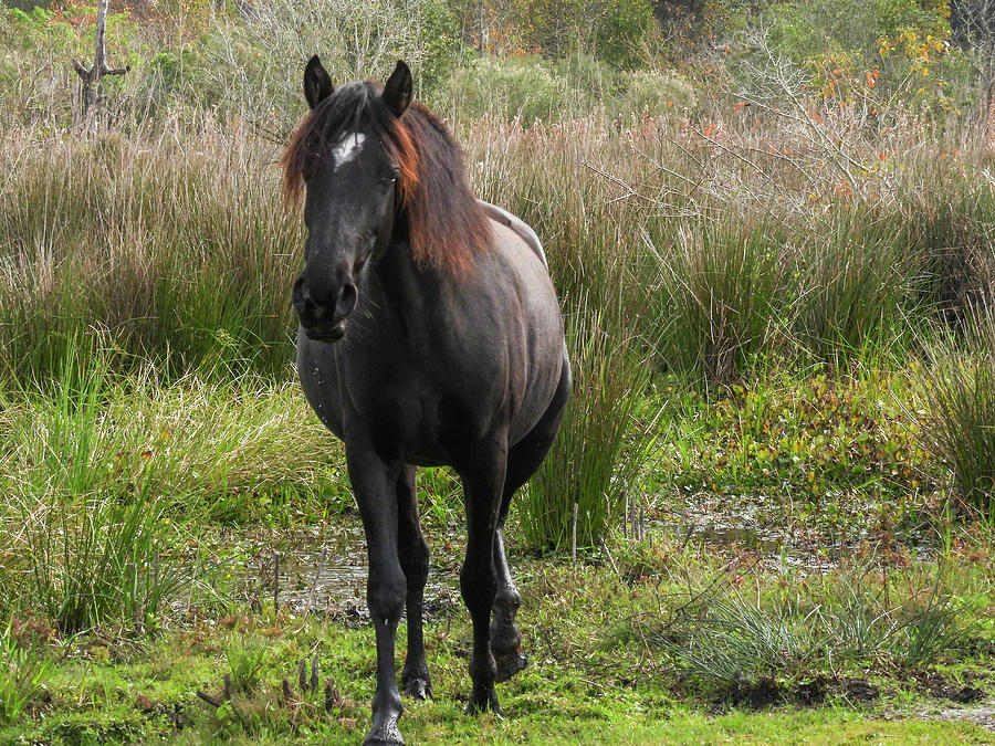 Wild horses at Paynes Prairie Preserve State Park in Florida Photograph ...