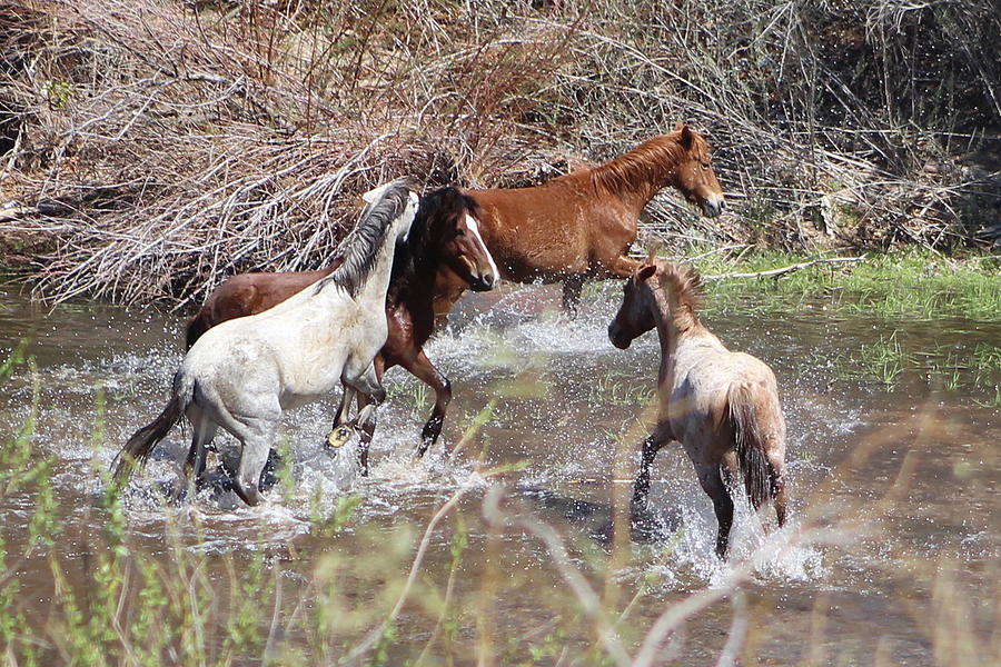 Wild Horses at Play Photograph by Monica Donaldson Stewart - Fine Art ...