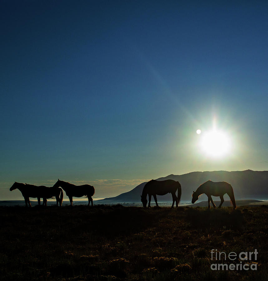 Wild Horses at Sunrise Photograph by Terri Cage