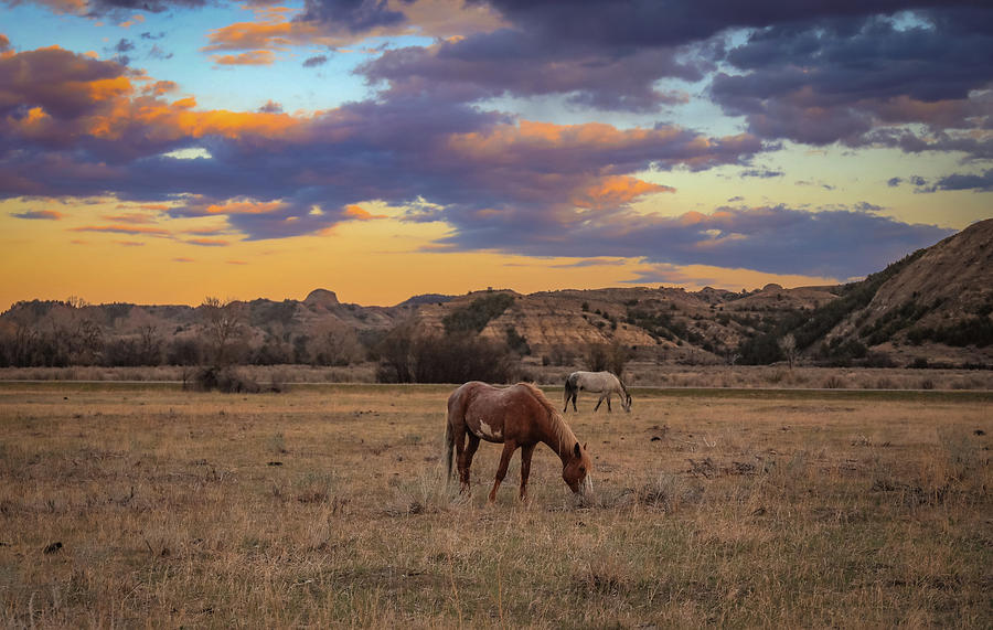 Wild Horses At Sunset In Theodore Roosevelt National Park Photograph by Dan Sproul