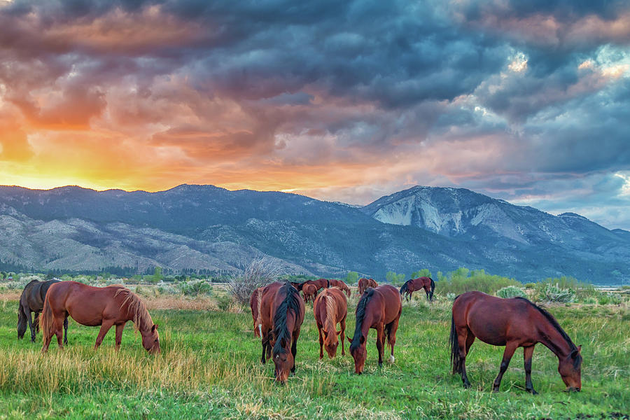 Wild Horses at Sunset Photograph by Marc Crumpler