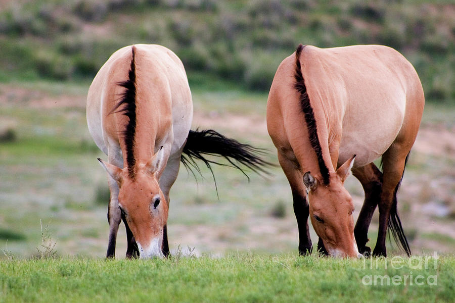 wild horses at the Hustai National park, Mongolia h1 Photograph by ...