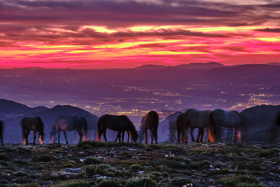 Wild Horses At The Mountains. Red Sunset. Sierra Nevada National Park 