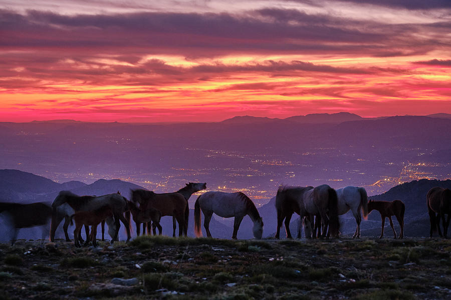 wild-horses-at-the-mountains-sierra-neva