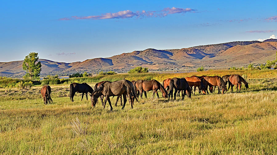 Wild Horses at Washoe Lake State Park - Nevada Photograph by Amazing Action Photo Video