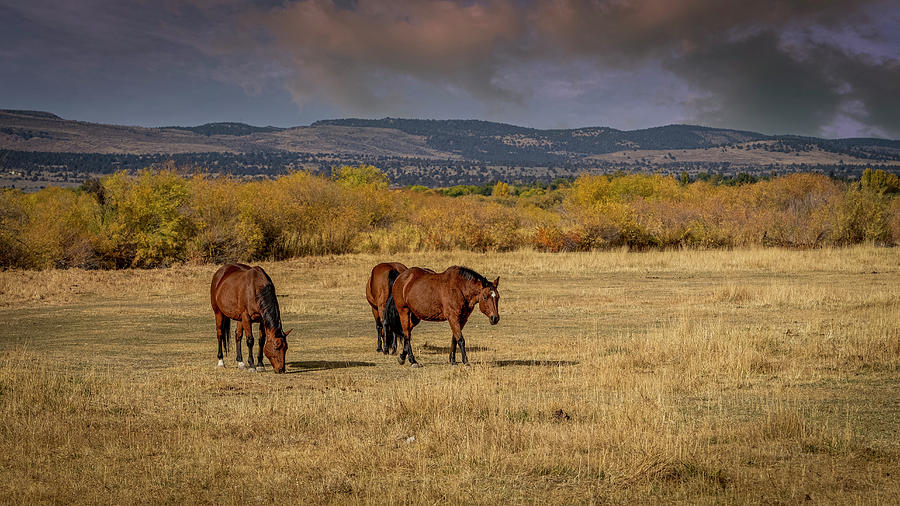 Fall Photograph - Wild Horses by Bill Posner
