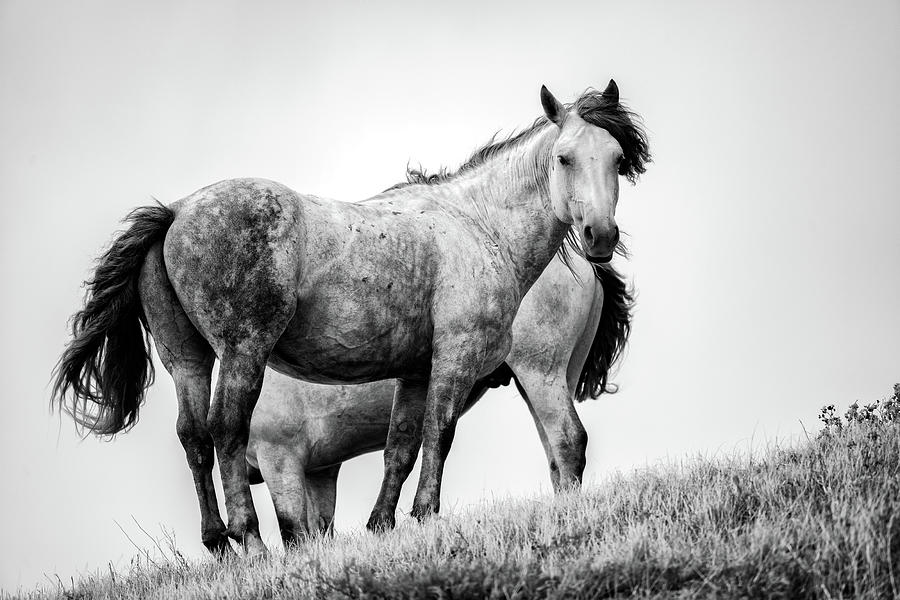 Theodore Roosevelt National Park Photograph - Wild Horses Black and White by Rick Berk