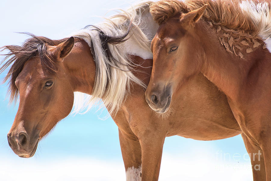 Wild Horses - By the sea Photograph by Rehna George