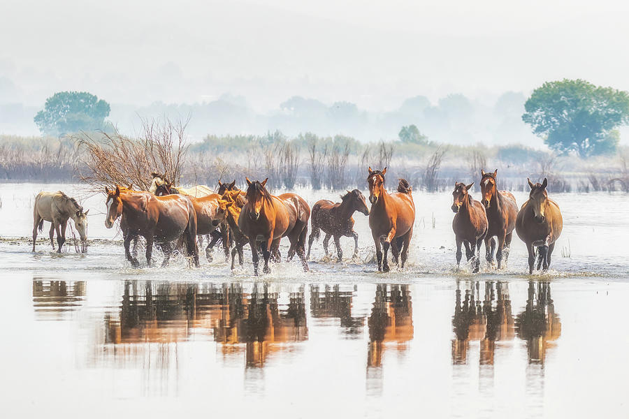 Wild Horses Crossing Big Washoe Photograph