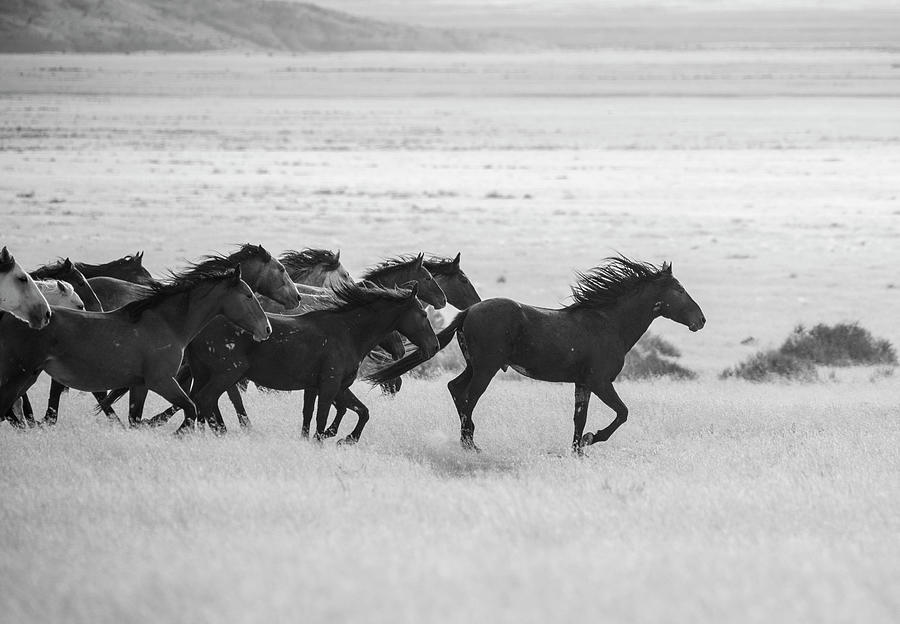 Wild Horses Dash Photograph by Dirk Johnson