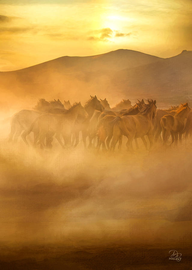 Wild Horses Photograph by Debra Boucher