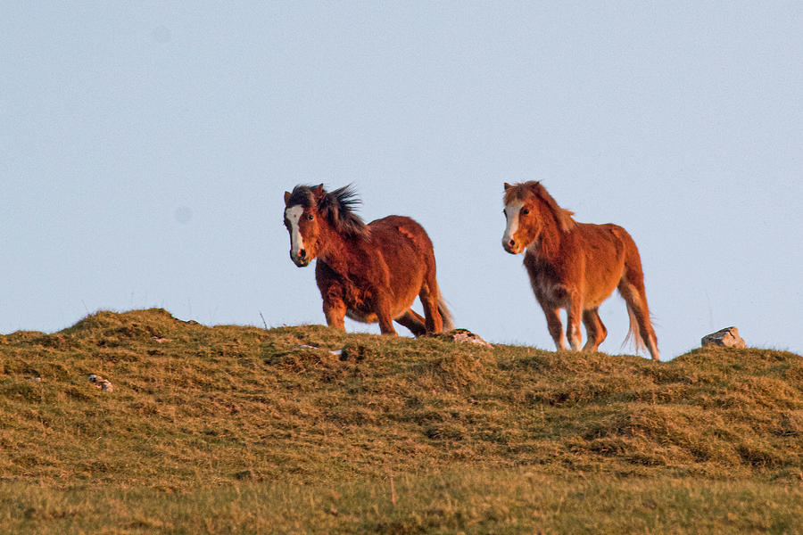 Wild Horses Photograph by Double AA Photography