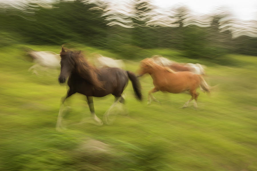 Wild Horses Photograph by Doug McPherson