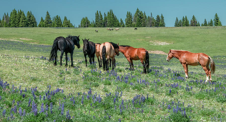 Wild Horses Enjoy A Perfect Summer Day Photograph by Marcy Wielfaert