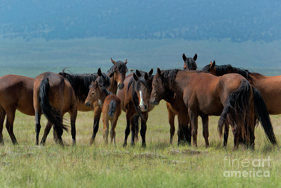 Wild Horses Equus Ferus Califonria Photograph by Dave Welling