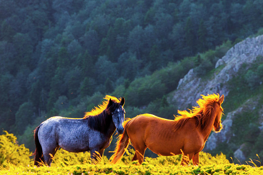 Wild Horses Photograph by Evgeni Dinev