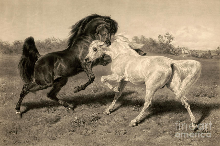 black and white horses fighting