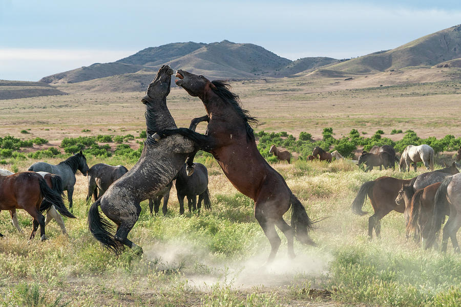 Wild Horses Fightning Photograph by Wesley Aston