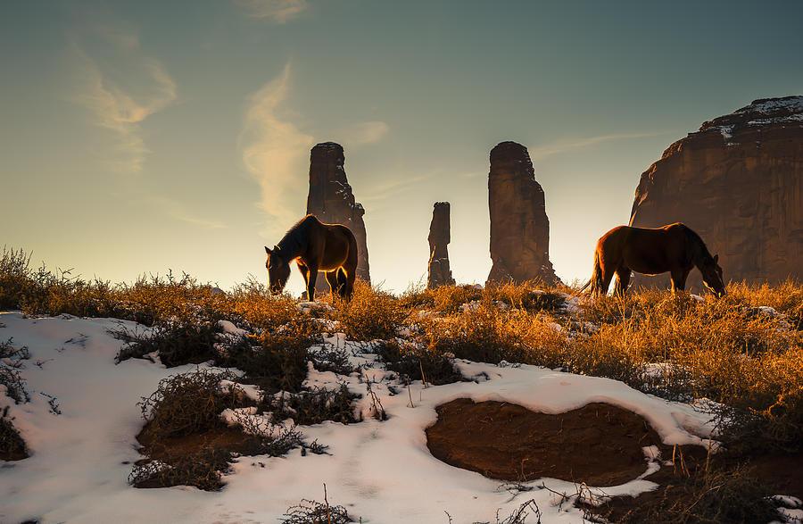 Wild horses foraging Photograph by Daniele Carotenuto Photography