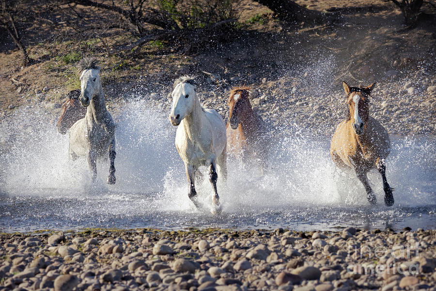 Wild Horses Galloping Thru Salt River Photograph