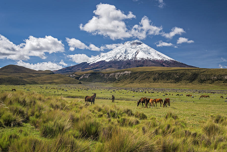 Wild horses grazing at the foot of the Cotopaxi volcano Photograph by Henri Leduc