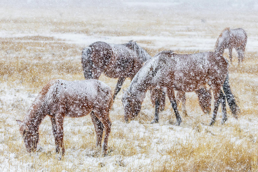 Wild Horses Grazing in the Snow Photograph by Marc Crumpler