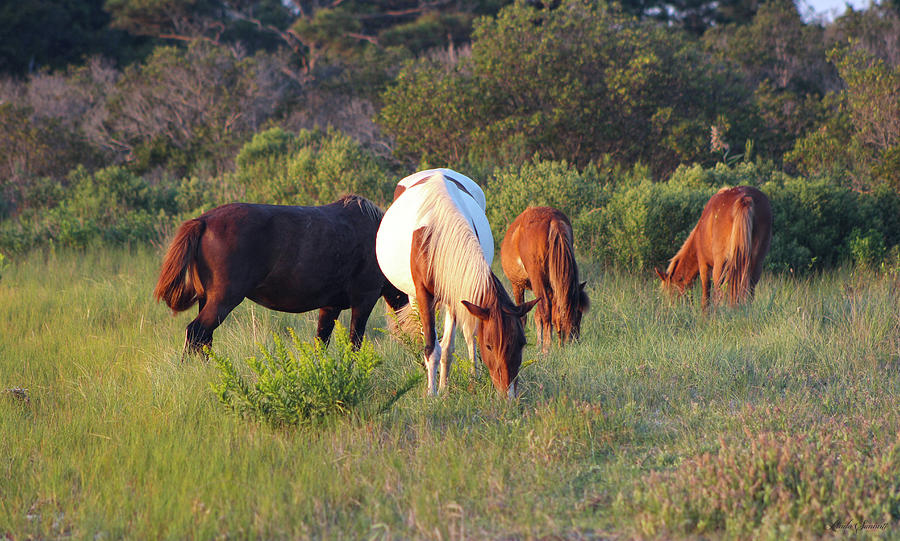 Wild Horses Grazing Photograph by Linda Sannuti