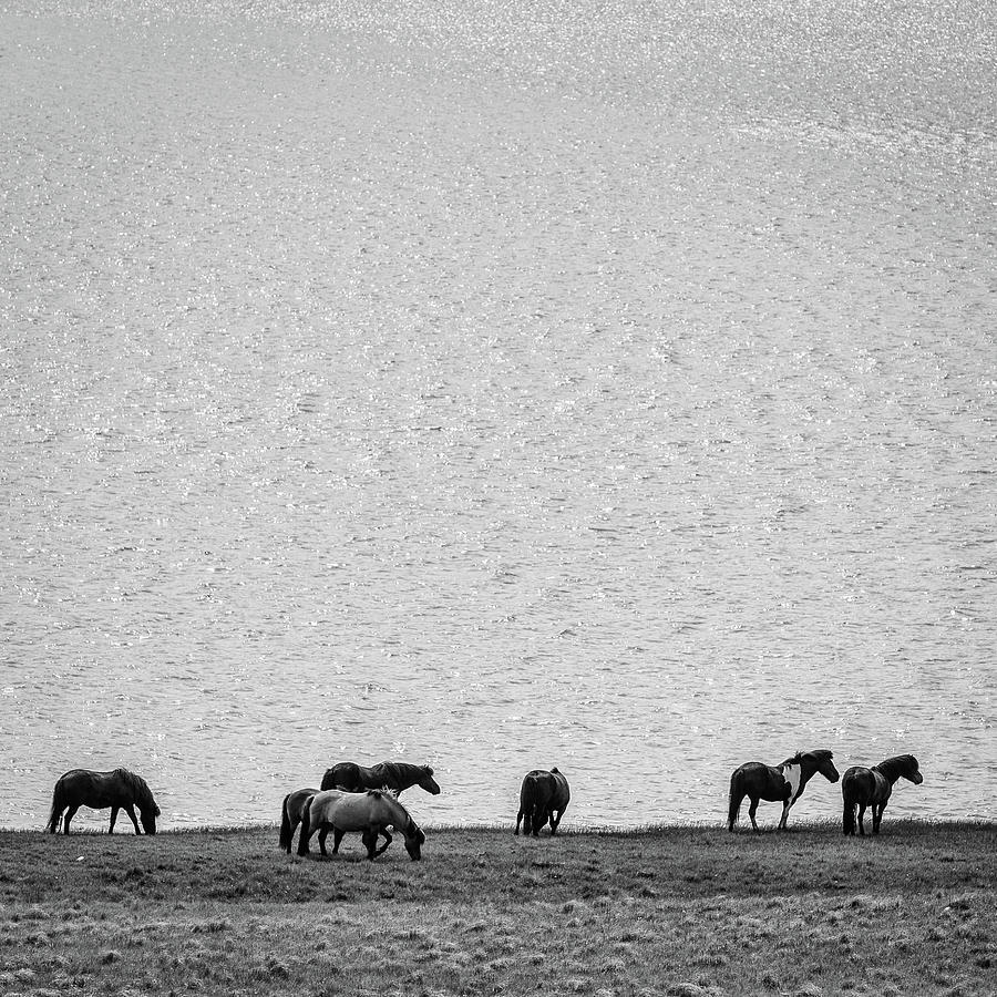 Black And White Photograph - Wild Horses, Iceland by Peter OReilly