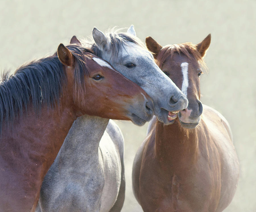 Wild Horses In Cahoots by Barbara Sophia Travels Wild Horses In Cahoots by Barbara Sophia Travels