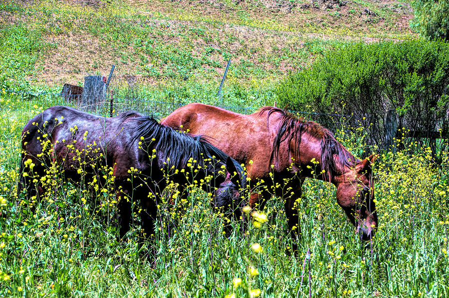 Horse Photograph - Wild Horses In California Series 2 by Barbara Snyder