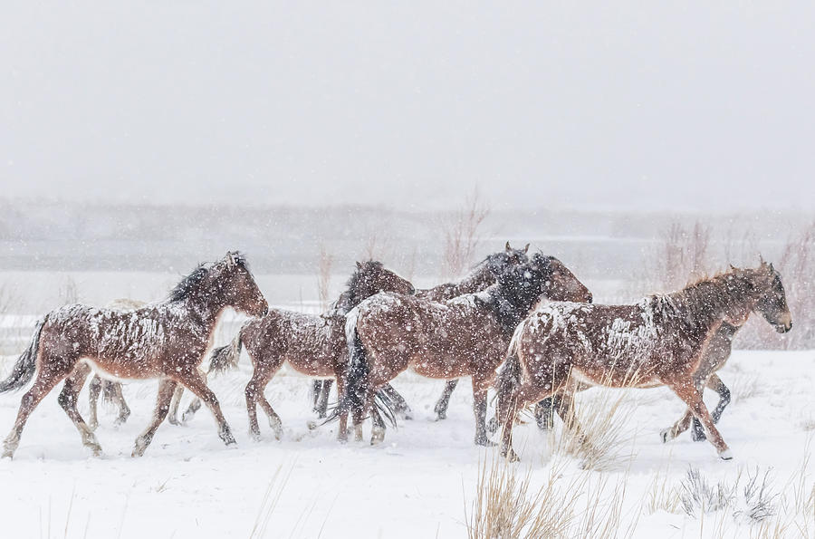 Wild Horses In Cold Snowy Weather Photograph