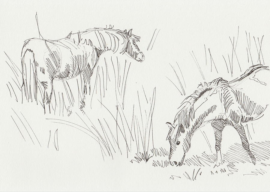 Wild horses in long grass ink drawing Drawing by Mike Jory