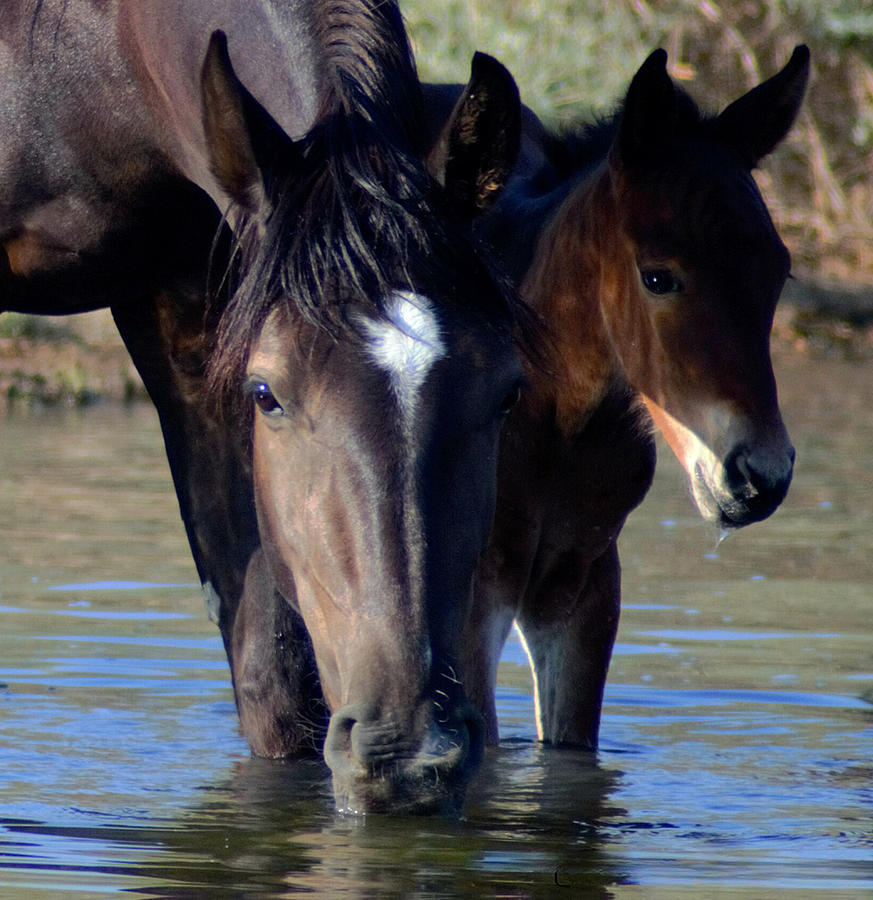 Wild Horses In Nevada 16 Photograph By Patty Bumgarner - Fine Art America