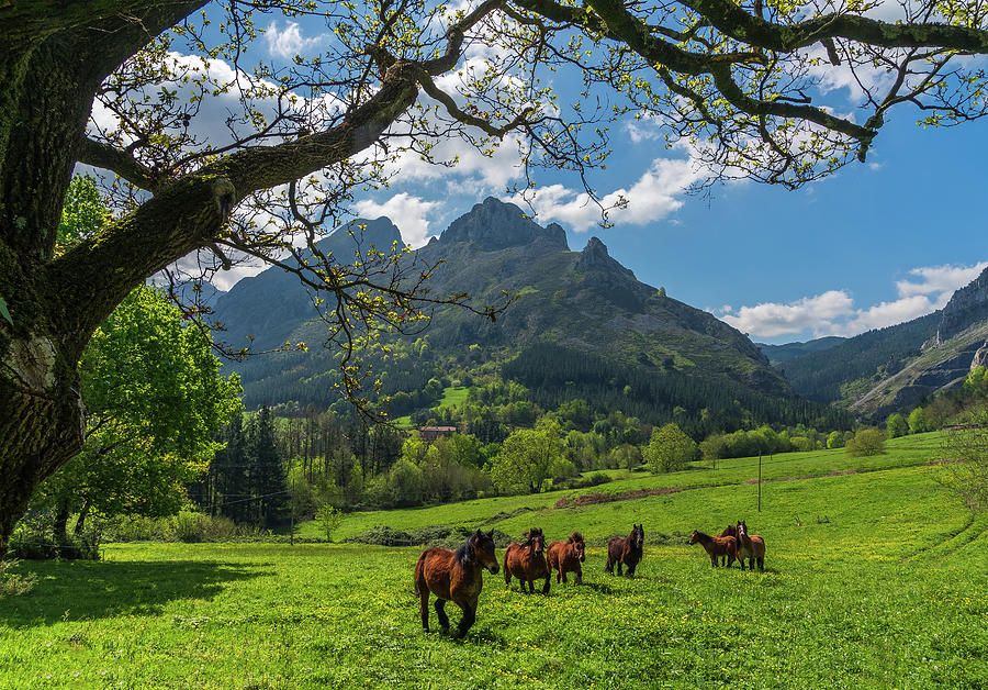 Wild Horses In Spring Photograph