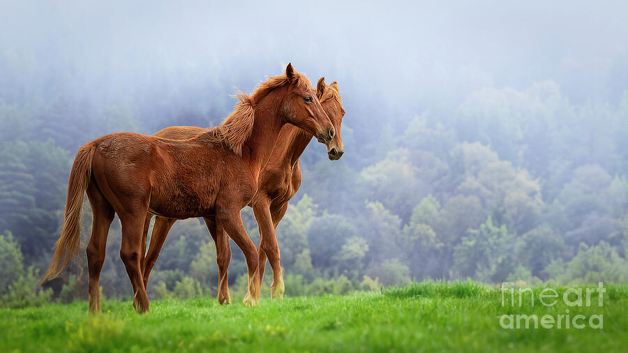 Wild Horses in the Highlands Photograph by Shelia Hunt