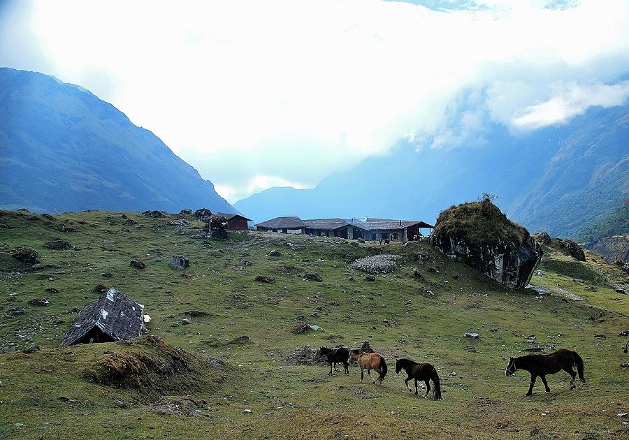 Wild Horses In The Mountains Of Peru Photograph