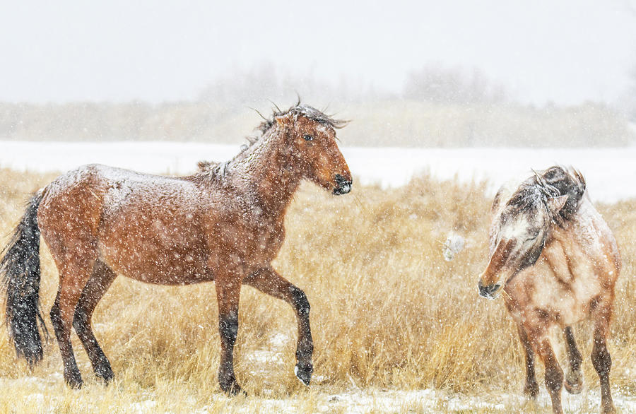 Wild Horses in the Snow 2 Photograph by Marc Crumpler